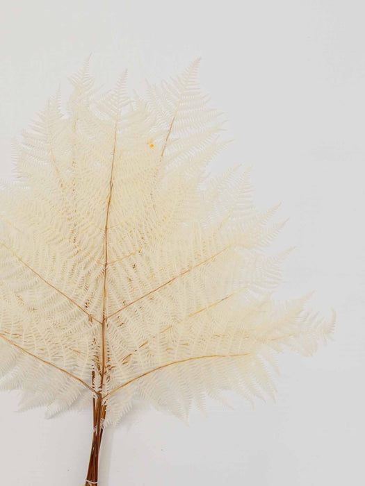 BIG FERN » preserved white - PATRICIA