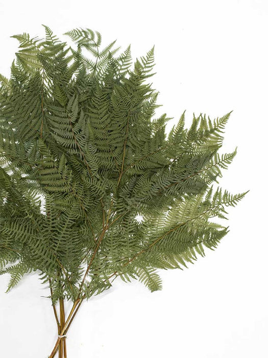 BIG FERN » preserved olive green - PAULO